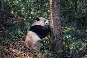 Wall Mural - Curious Panda Bear 