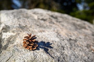 Pinecone sitting on a large rock on a sunny day