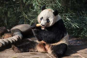 Wall Mural - Panda Bear Chewing Bamboo Leaves in Ya'an Sichuan Province, China. Panda 