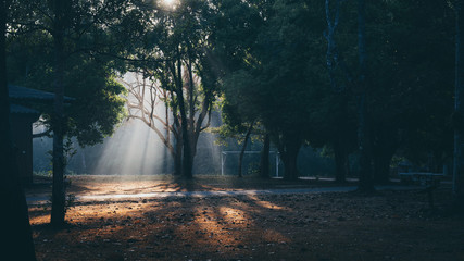 Wall Mural - morning scene at khao yai national park, thailand