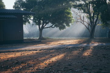 Wall Mural - morning scene at khao yai national park, thailand