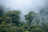 Fototapeta  - Naturaleza en Costa Rica 