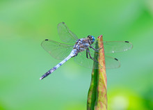 A Dragonfly Perched On A Grass Branch
