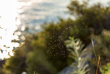 Group Of Buzzy Gnats Flying Over Lake Tahoe Near A Walking Path