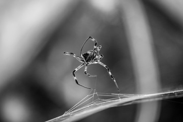 Spider