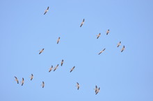 A Large Herd Of The Great White Pelican Circling The Blue Sky In Warm And Sunny Israel On The Red Sea, Near Eilat.