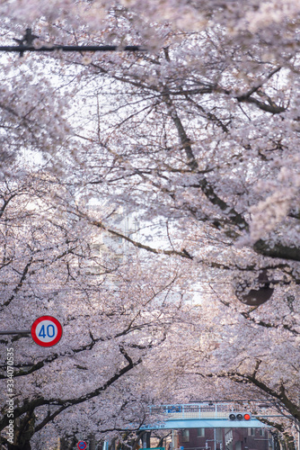 桜並木と電車と踏切 信号機 Stock Photo Adobe Stock