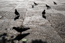 Silhouette Of Pigeons On Concrete Floor