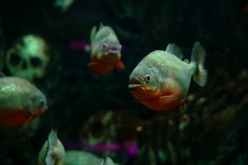 Red bellied piranha 