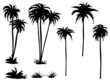 © Nastudio - Vector Silhouettes of Coconut trees set isolated on transparent background.