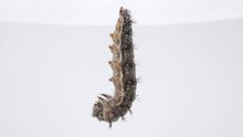 Painted Lady Caterpillar Transforming Into Chrysalis Before Becoming Butterfly