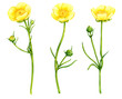 watercolor drawing meadow buttercup flowers