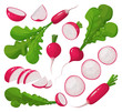 Red radish vector cartoon set icon. Vector illustration vegetable on white background. Isolated cartoon set icon red radish.