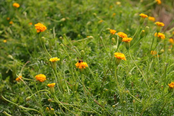 Wall Mural - A worker honeybee pollinating a yellow marigold flower on marigold garden