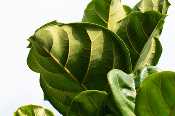 scandinavian decor style plant green leaf.fiddle leaf fig tree.