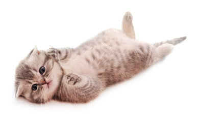 Sticker - Cute kitten lies on his back and plays.