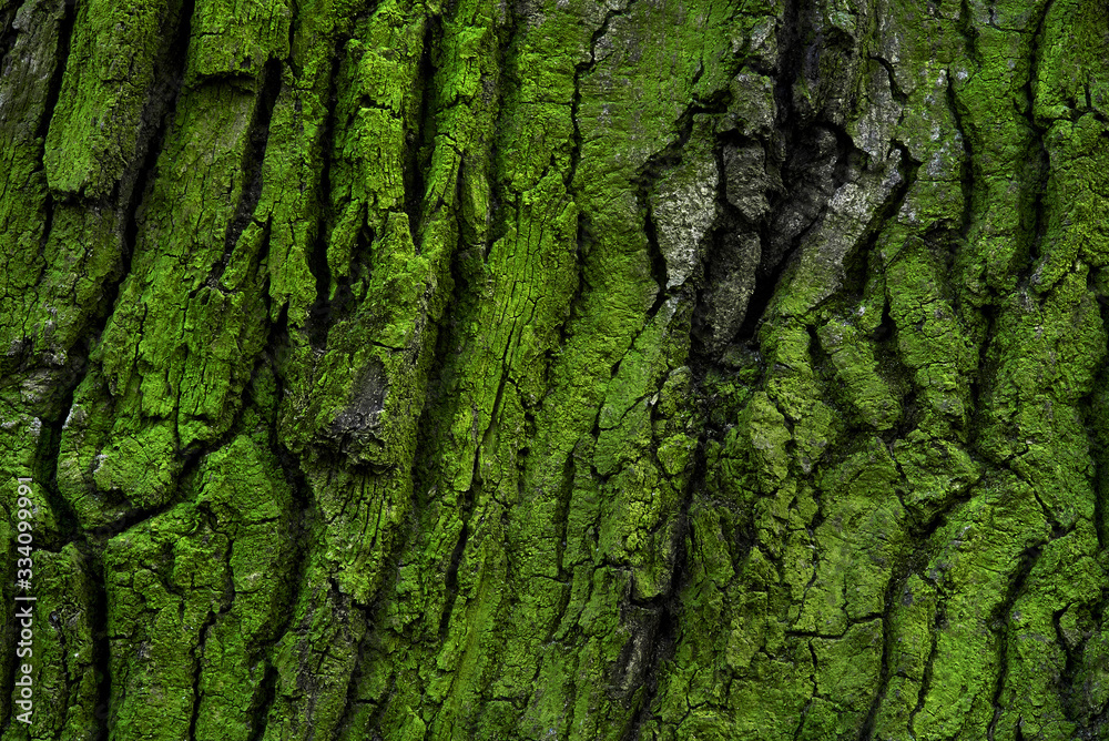 tree bark with green moss and lichen - obrazy, fototapety, plakaty 