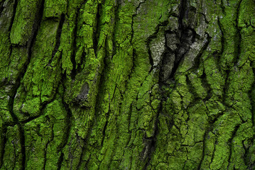 tree bark with green moss and lichen