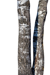 Poster -  birch tree trunk isolated on white background