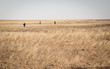 Three people walking in the distant grassland
