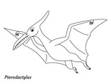Fototapeta Dinusie - Coloring page outline Pterodactylus dinosaur. Vector illustration