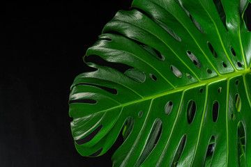 Sticker - Monstera tropical plant leaf on black background