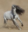 Light gray Purebred Spanish horse playing on sand.