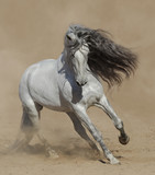 Fototapeta Konie - Light gray Purebred Spanish horse playing on sand.