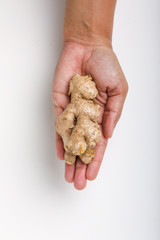 Wall Mural - Fresh ginger in hand on white background, herb medical concept