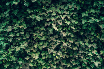 Dark green plant leaves background, foliage wall, toned.