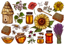 Hand Drawn Vector Honey Set With Plants And Flowers. Collection Of Sketch Illustrations For Beekeeping, Apiculture And Mead Company And Business. Hives, Spoon, Honeycomb, Jars And Pot, Wildflowers