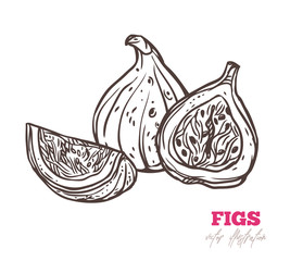 Group of figs. Vector sketch illustration. Doodle exotic fruits