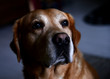  Cute Portrait of Old Labrador retriever dog on dark background, profile view 