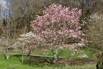 Sticker - Magnolia trees with white and pink flowers in a park