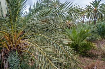 Detail of a date palm tree, natural background