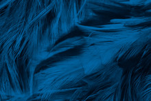Beautiful Macro Dark Blue Feather Pattern Texture Background