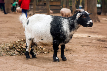 Wall Mural - white and black young goat on a farm