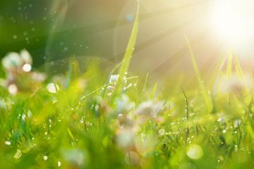 Art Spring Natural Green Background, Clover Flowers with bokeh cirlce and sunlight. Field after rain