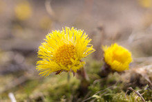 Yellow Coltsfoot Flowers
