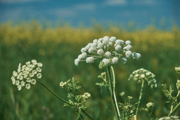 poisonous plant of a cow-parsnip