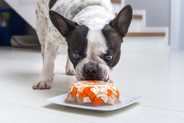 Wall Mural - French bulldog eating meat and jelly snack from a plate