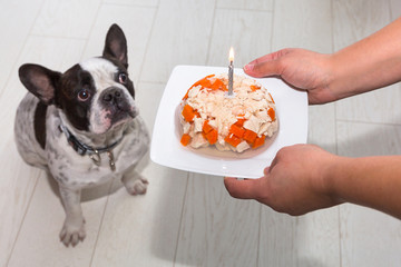 Wall Mural - French bulldog getting meat and jelly cake for a birthday