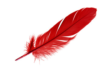 Wall Mural - colorful red feather isolated on white background, swan feather