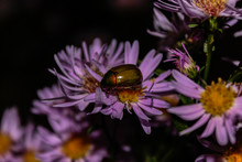 Purple Aster Beetle