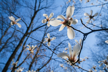 Wall Mural - Magnolia flowers starting to blossom. Spring sky.