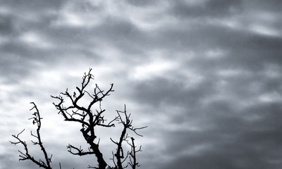 Wall Mural - Silhouette dead tree on dark dramatic sky and white clouds background for death and peace. Despair and hopeless concept. Sad of nature. Death and sad emotion background. Dead branches unique pattern.