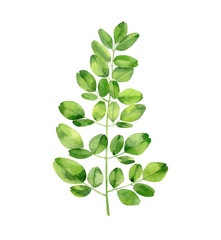 moringa branch. tropical tree foliage. botanical art. watercolour illustration isolated on white bac