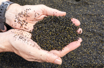 Olivine crystals that eroded from lava at beach of 