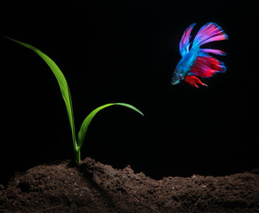 Wall Mural - Beautiful Bettafish with young plant in aquarium