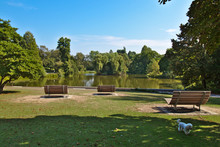 Benches In A City Park In Front Of A Pond With A Dog In The Front